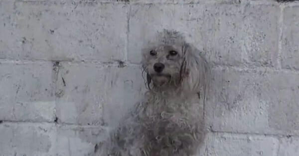 Homeless poodle’s emotional response to being rescued leaves everyone in tears - Latest news!